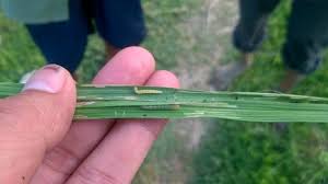 Kim Thành gia tăng sâu cuốn lá lứa 7 gây hại lúa mùa muộn